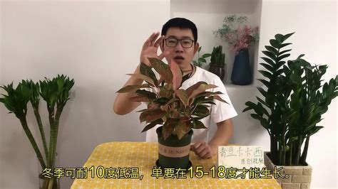 如意植物風水|如意皇后的作用和家居風水，你知道了必定會立刻養一盆